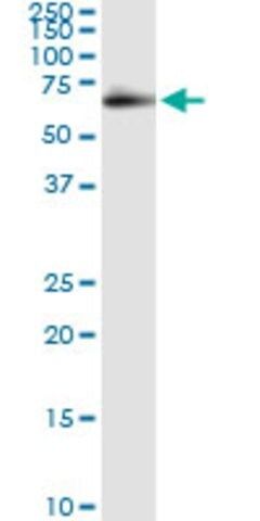 Monoclonal Anti-FSD1, (C-terminal) antibody produced in mouse