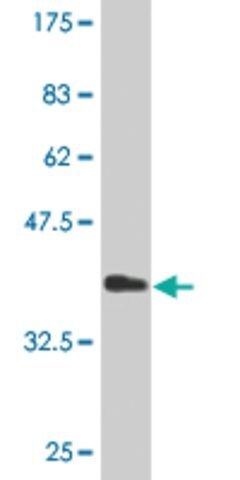 Monoclonal Anti-FLJ25680 antibody produced in mouse