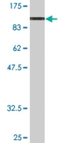 Monoclonal Anti-FUBP1 antibody produced in mouse