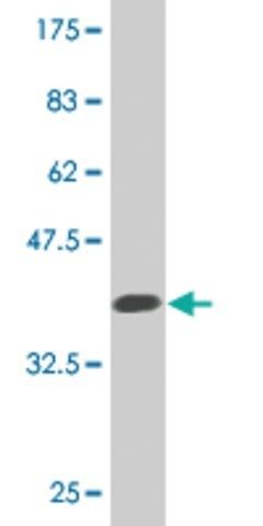 Monoclonal Anti-FUCA2, (C-terminal) antibody produced in mouse