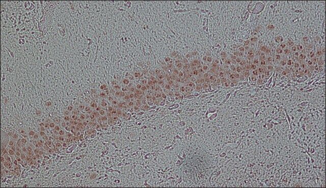 Monoclonal Anti-FUS antibody produced in mouse