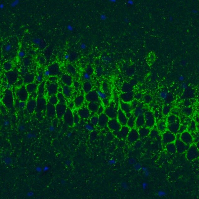 Monoclonal Anti-GAD1 antibody produced in mouse