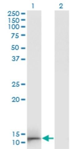 Monoclonal Anti-GAL antibody produced in mouse