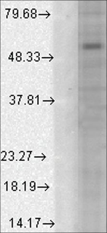 Monoclonal Anti-GABRA1 antibody produced in mouse