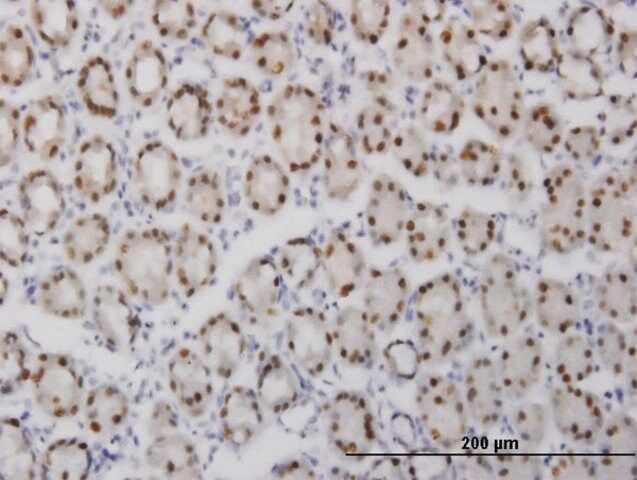 Monoclonal Anti-GABPA antibody produced in mouse