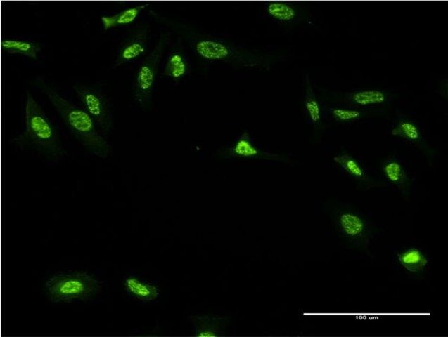 Monoclonal Anti-GAN, (C-terminal) antibody produced in mouse