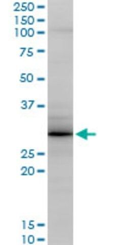 Monoclonal Anti-GCA antibody produced in mouse