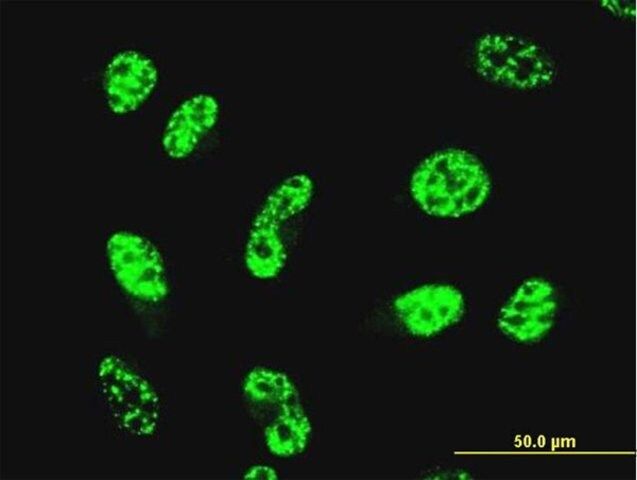 Monoclonal Anti-GABPA antibody produced in mouse