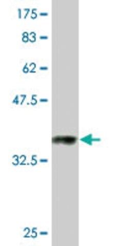 Monoclonal Anti-GAPDH, (C-terminal) antibody produced in mouse