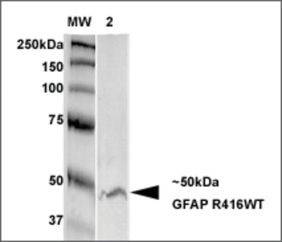 Monoclonal Anti-Gfap-Atto 390 antibody produced in mouse