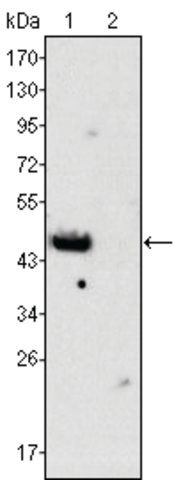 Monoclonal Anti-GATA4 antibody produced in mouse