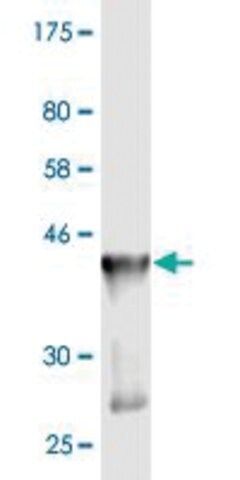 Monoclonal Anti-GADD45G antibody produced in mouse