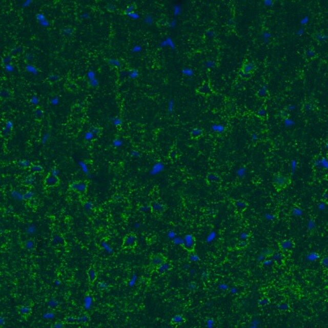 Monoclonal Anti-GAD1 antibody produced in mouse