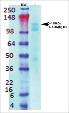 Monoclonal Anti-Gaba-B Receptor 1-Apc antibody produced in mouse