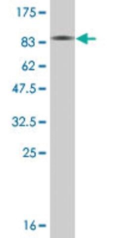 Monoclonal Anti-GAD1 antibody produced in mouse