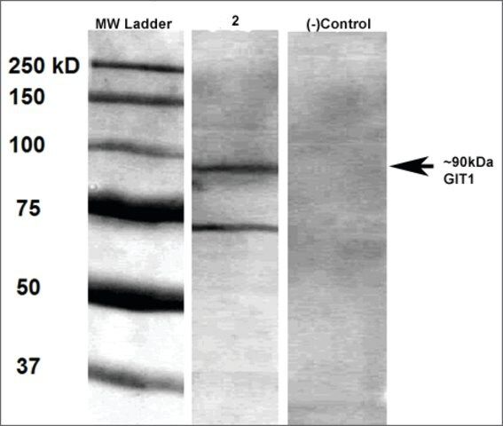 Monoclonal Anti-Git1-Atto 488 antibody produced in mouse