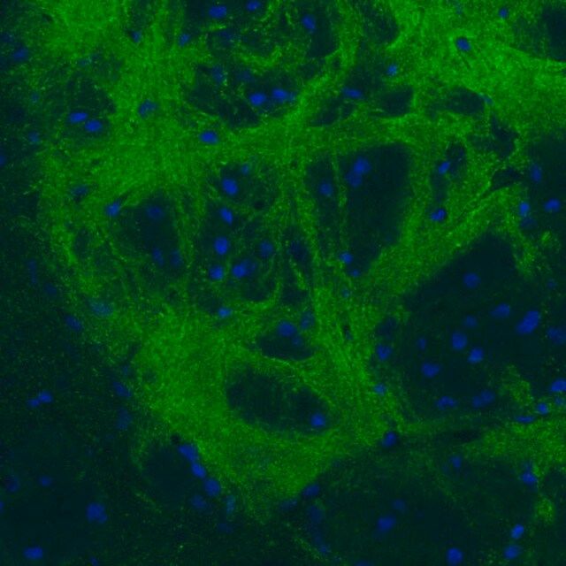 Monoclonal Anti-GAD1 antibody produced in mouse