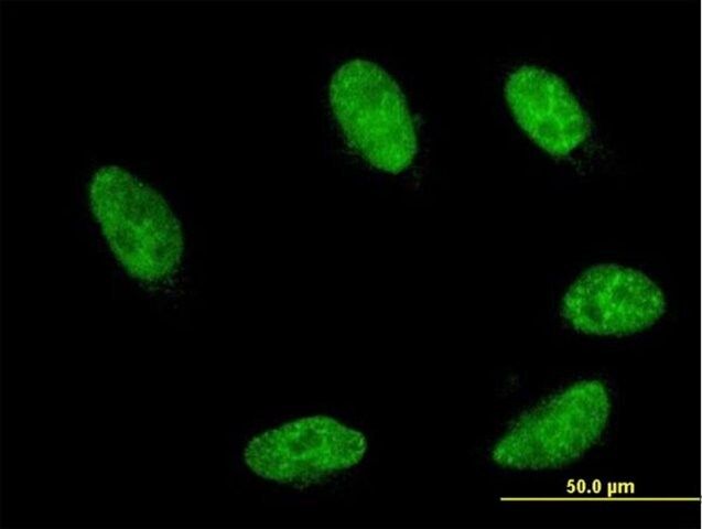 Monoclonal Anti-GBX2 antibody produced in mouse