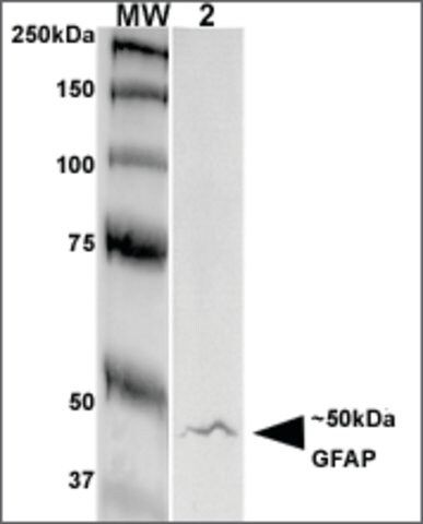 Monoclonal Anti-Gfap-Apc antibody produced in mouse