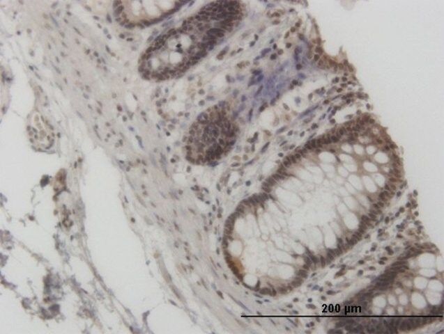 Monoclonal Anti-GCN5L2, (C-terminal) antibody produced in mouse