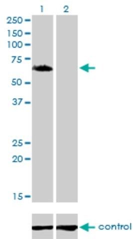 Monoclonal Anti-GGA1 antibody produced in mouse