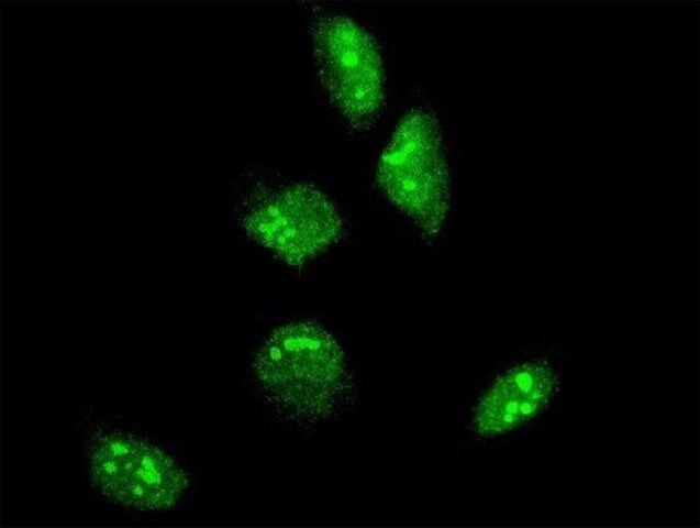 Monoclonal Anti-GBX2 antibody produced in mouse