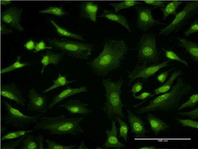 Monoclonal Anti-GFRA1 antibody produced in mouse