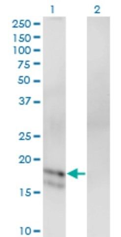 Monoclonal Anti-GCG antibody produced in mouse