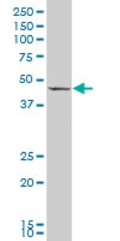 Monoclonal Anti-GDF8 antibody produced in mouse