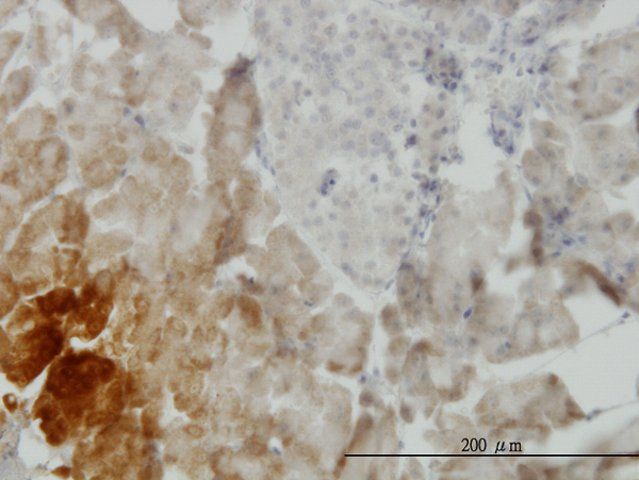 Monoclonal Anti-GDF11, (C-terminal) antibody produced in mouse