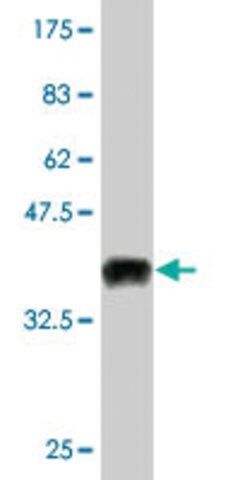 Monoclonal Anti-GHRL antibody produced in mouse