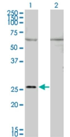 Monoclonal Anti-GAP43 antibody produced in mouse