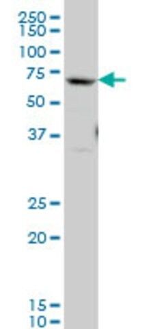 Monoclonal Anti-GATAD2B antibody produced in mouse