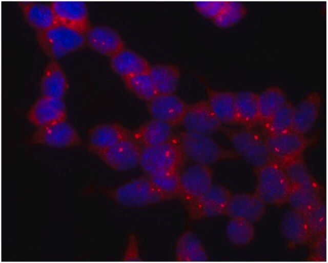 Monoclonal Anti-gammaTubulin antibody produced in mouse