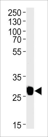 MONOCLONAL ANTI-GFP TAG antibody produced in mouse