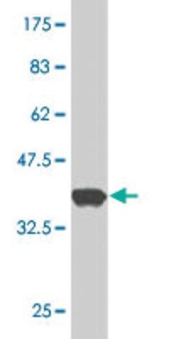 Monoclonal Anti-GENX-3414 antibody produced in mouse