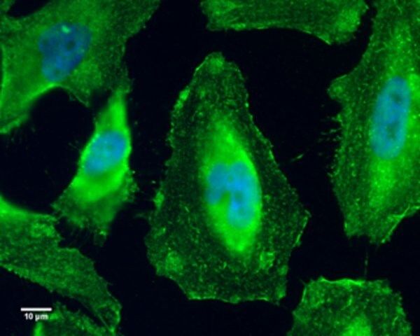 Monoclonal Anti-GEF-H1 antibody produced in mouse