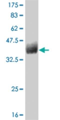 Monoclonal Anti-GFRA1 antibody produced in mouse