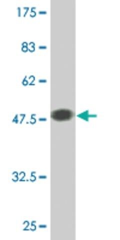 Monoclonal Anti-GJB2 antibody produced in mouse