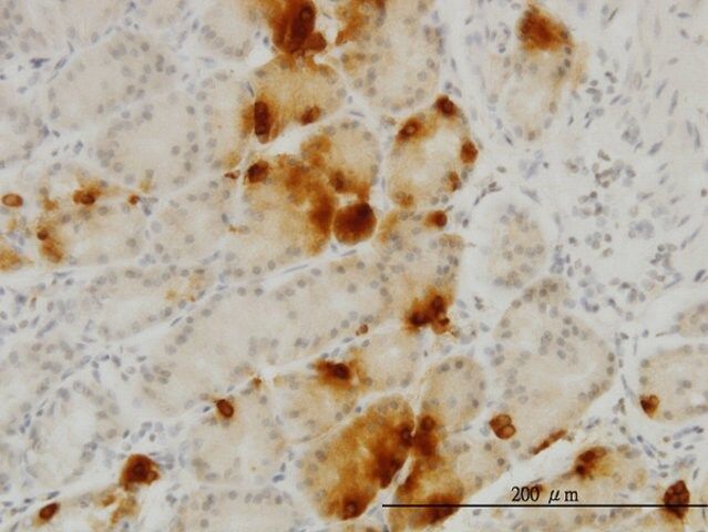 Monoclonal Anti-GHRL antibody produced in mouse