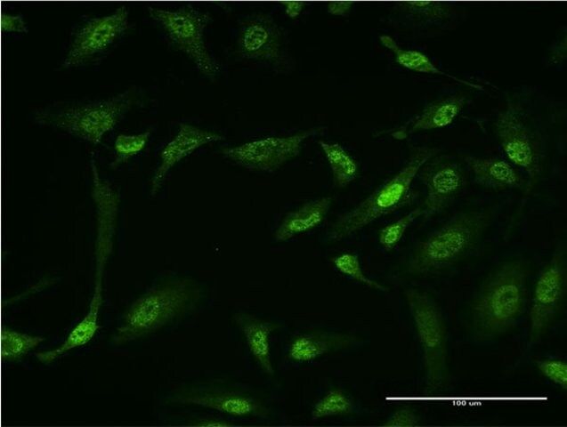 Monoclonal Anti-GLI1 antibody produced in mouse