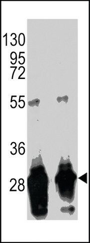 MONOCLONAL ANTI-GFP TAG antibody produced in mouse