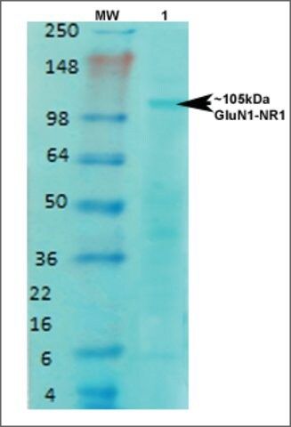 Monoclonal Anti-Glun1-Nr1-Atto 594 antibody produced in mouse