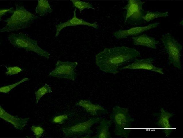 Monoclonal Anti-GFRA1 antibody produced in mouse