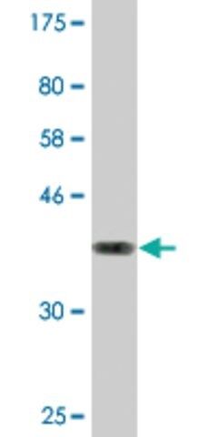 Monoclonal Anti-GIMAP4 antibody produced in mouse