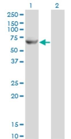 Monoclonal Anti-GK2 antibody produced in mouse