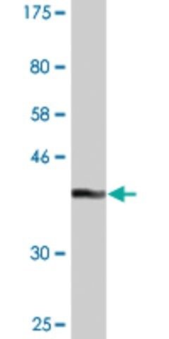 Monoclonal Anti-GLRX2 antibody produced in mouse