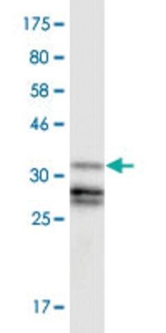 Monoclonal Anti-GLI3, (N-terminal) antibody produced in mouse