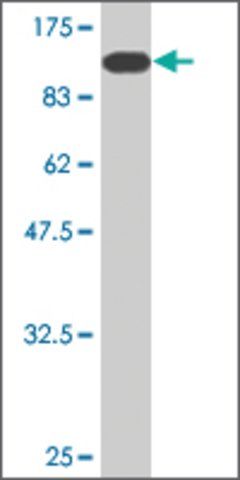 Monoclonal Anti-GLMN antibody produced in mouse