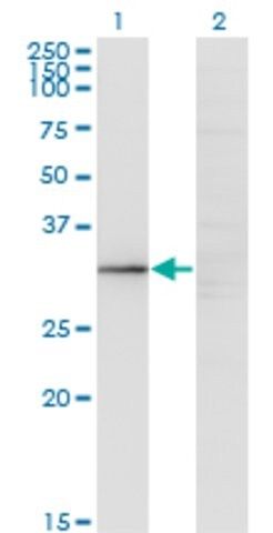 Monoclonal Anti-GIMAP5 antibody produced in mouse